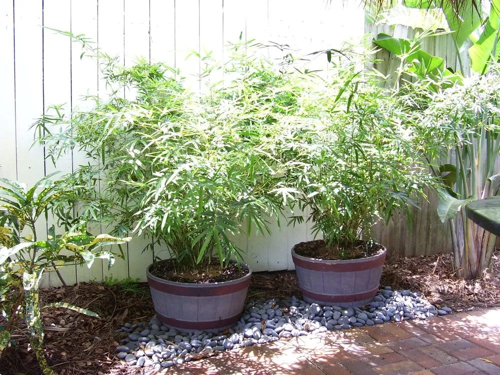 Affordable landscape design in Cooper City, FL - Tropical View Landscape