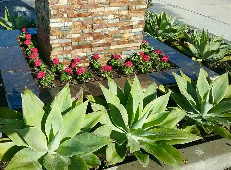 Top-rated landscape installation for residential properties across San Pedro, CA - Tropicana Landscape