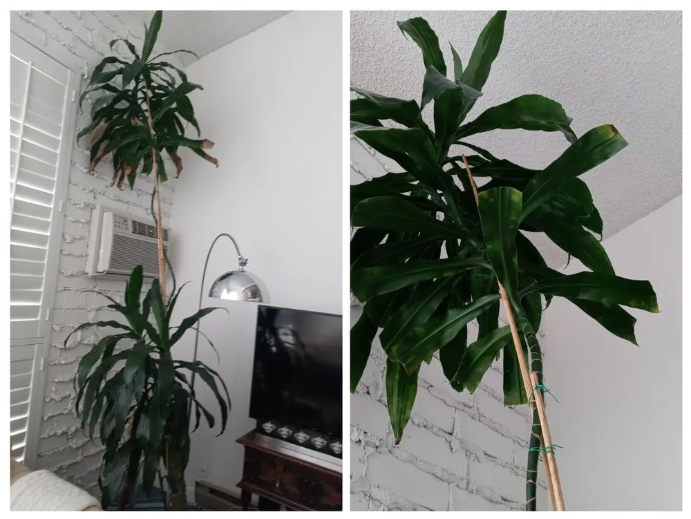 Local lawn mowing service experts serving San Pedro, CA - Tropicana Landscape