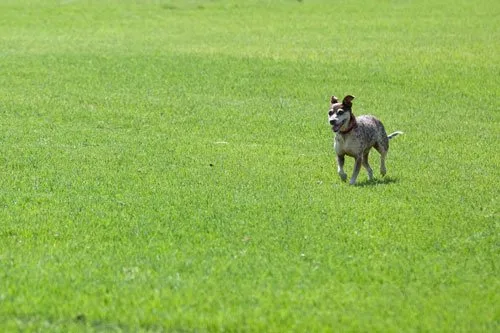 Reliable yard cleanup service in Orlando, FL by Tropicare Landscape and Maintenance