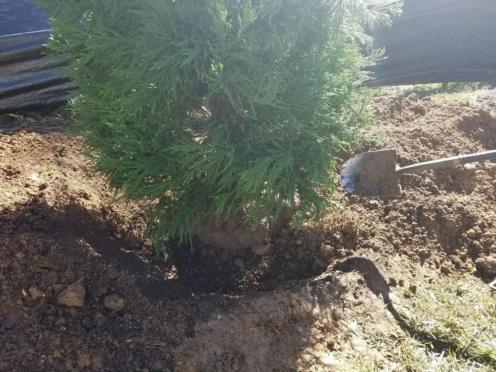 Expert yard cleanup service for beautiful yards across Alexandria, VA - Tropilawn Landscaping