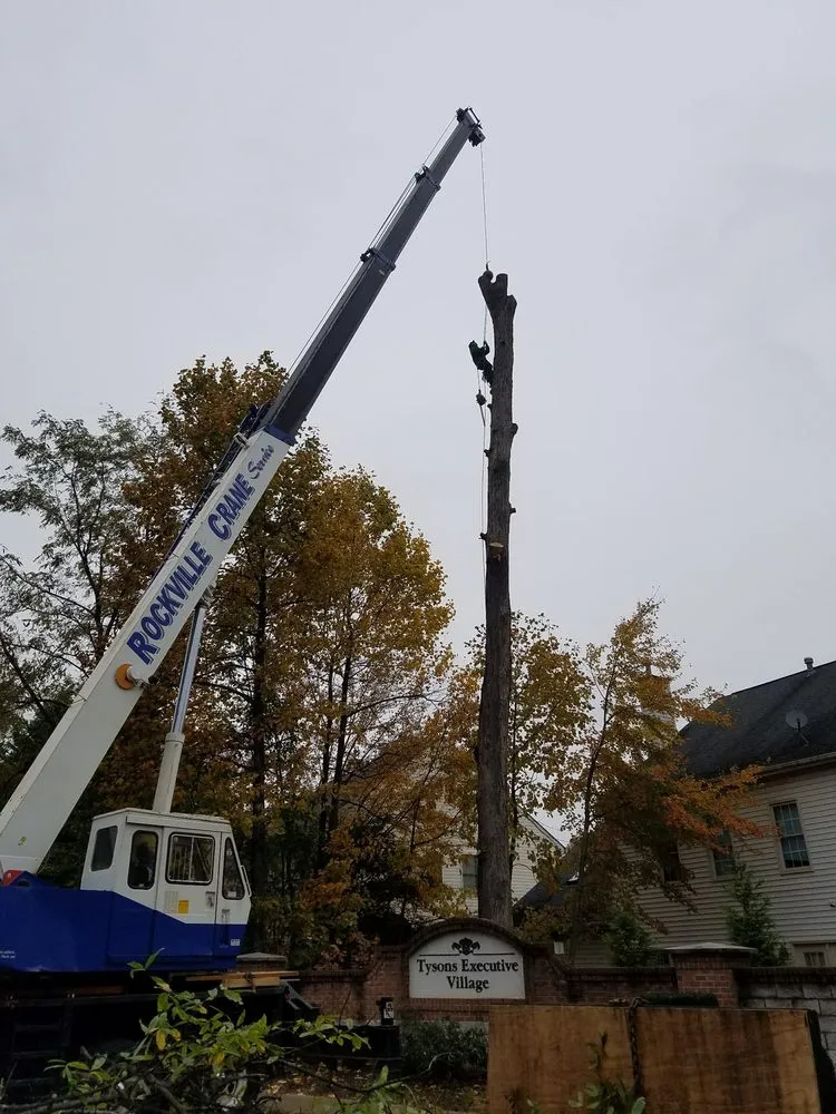 Reliable yard cleanup service in Alexandria, VA by Tropilawn Landscaping