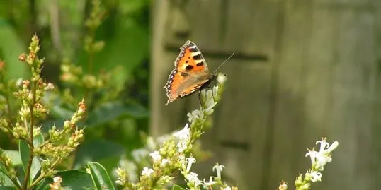 Tropilawn Landscaping Logo