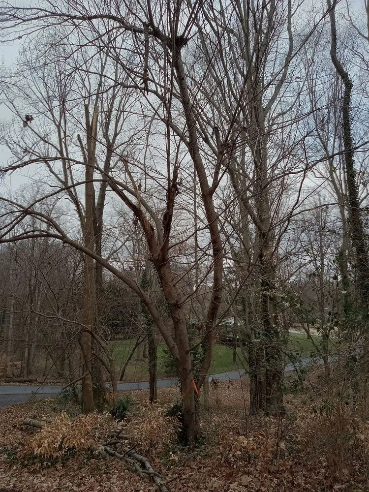 Reliable garden landscaping in Lexington, NC - Trotter Tree Service and Landscaping