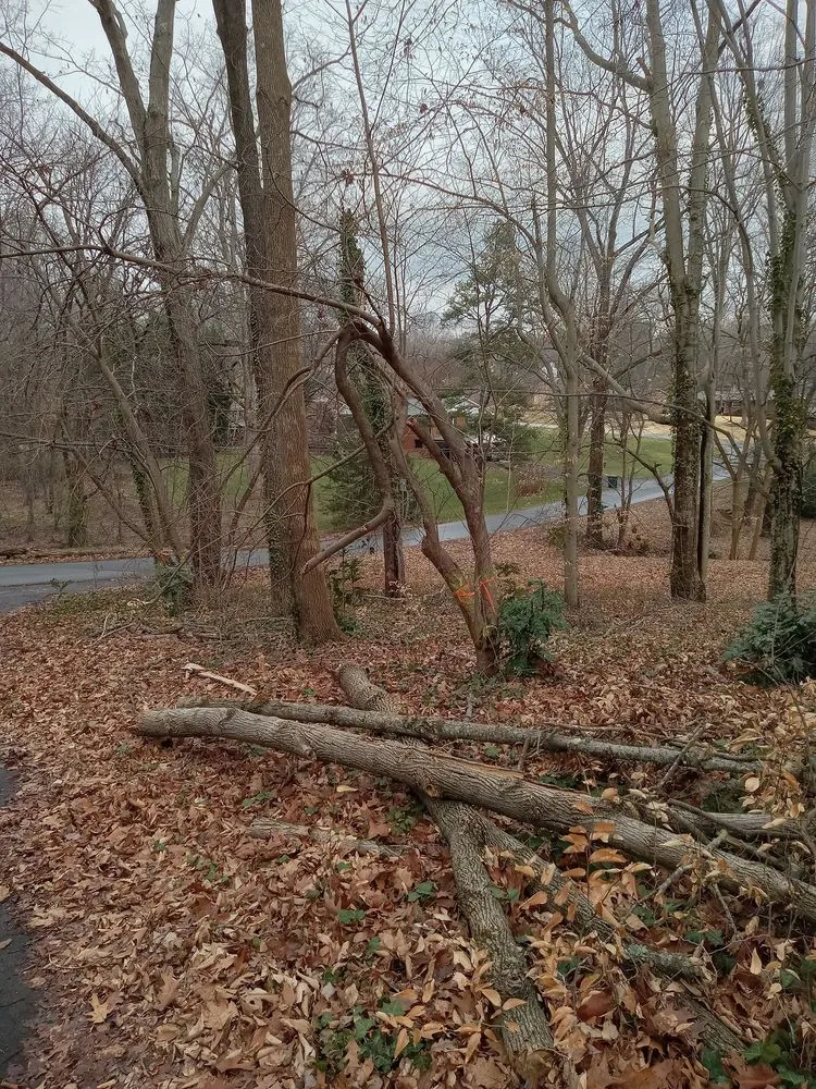 Custom outdoor landscaping in Lexington, NC - Trotter Tree Service and Landscaping