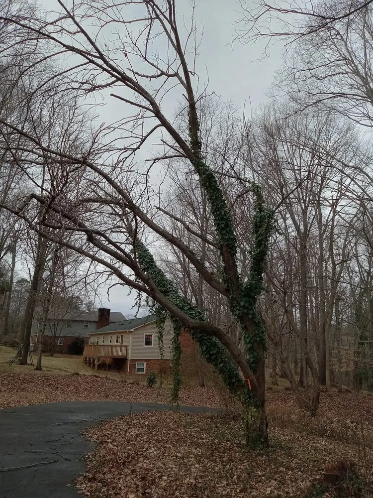 Professional yard cleanup service in Lexington, NC - Trotter Tree Service and Landscaping