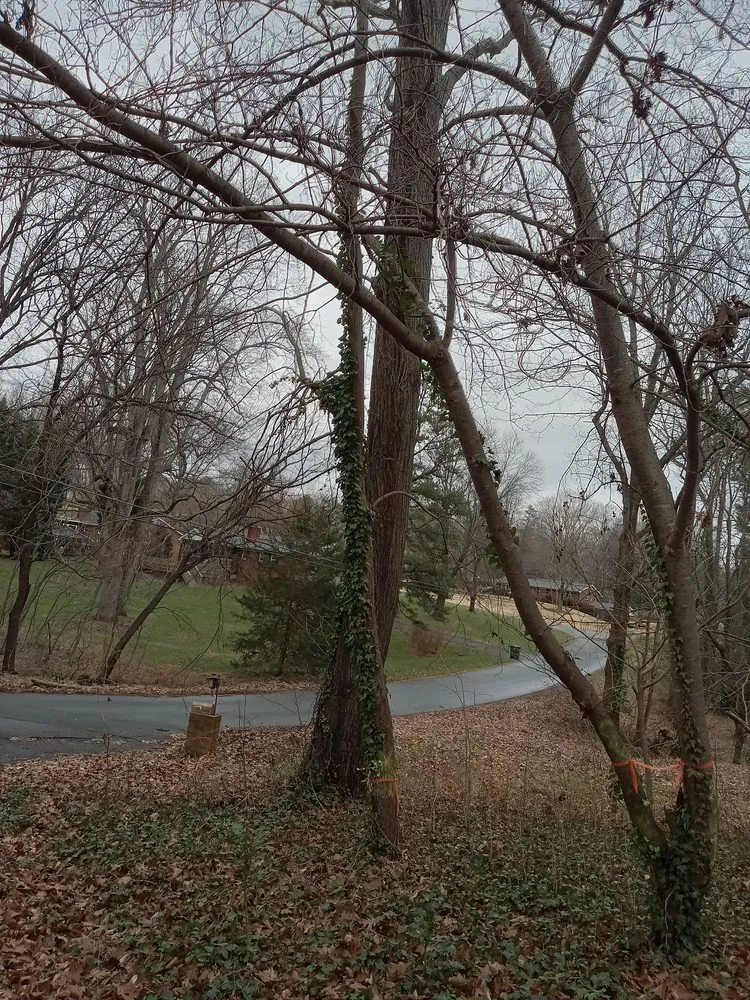 Top-rated lawn care service experts serving Lexington, NC - Trotter Tree Service and Landscaping