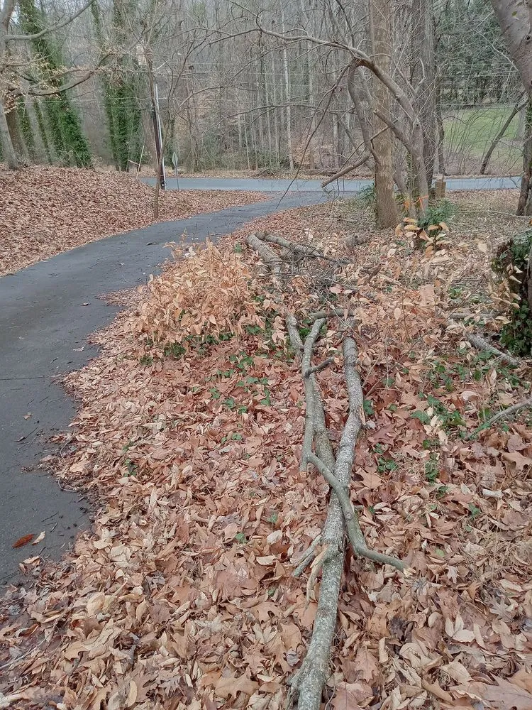 Affordable outdoor landscaping experts serving Lexington, NC - Trotter Tree Service and Landscaping