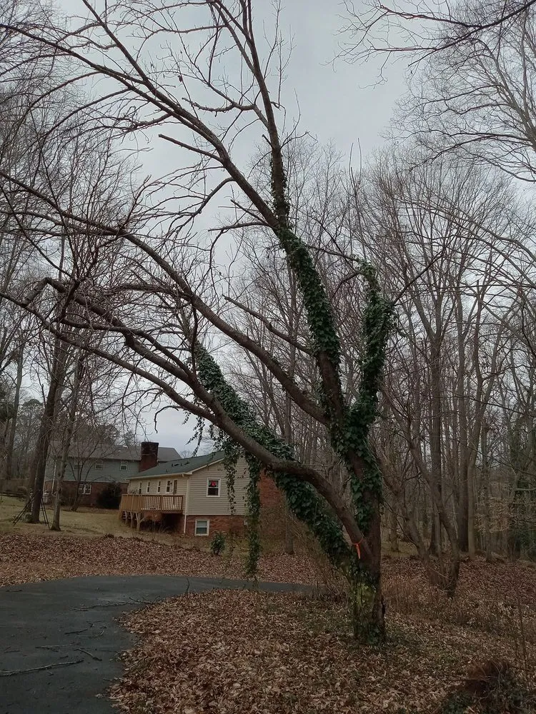 Professional lawn mowing service for outdoor upgrades across Lexington, NC - Trotter Tree Service and Landscaping