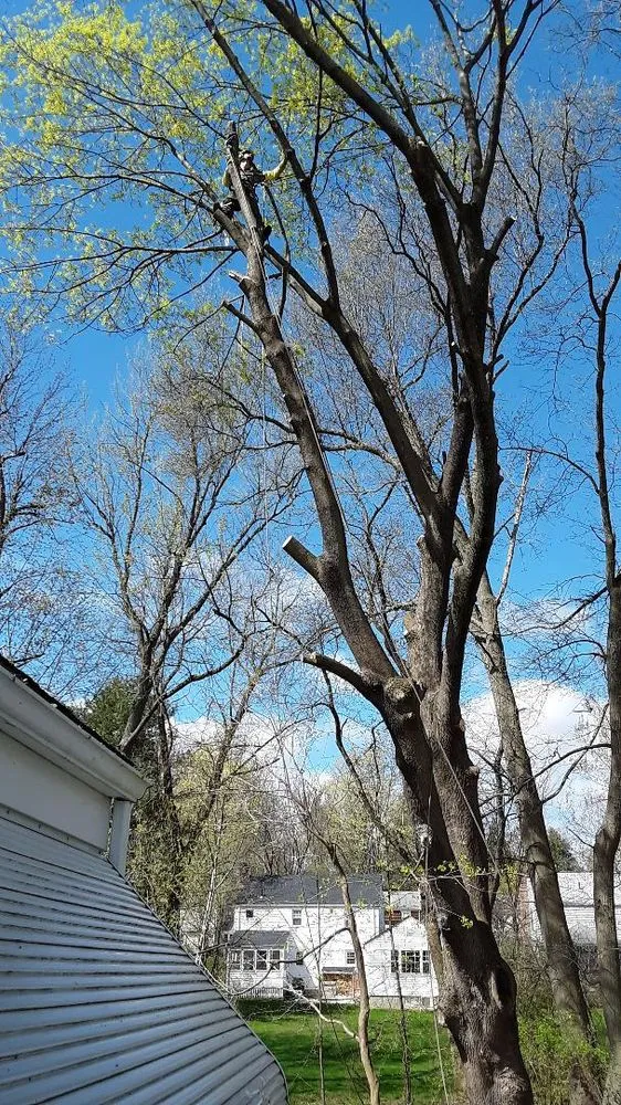 Local lawn mowing service near you in West Hartford, CT by Trout Brook Landscaping