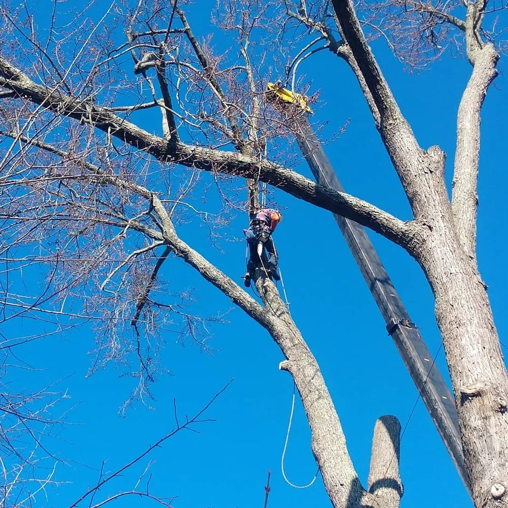 Local yard maintenance in West Hartford, CT - Trout Brook Landscaping