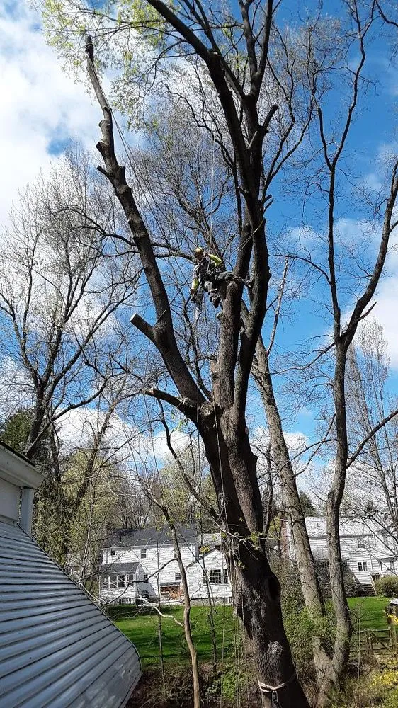 Reliable yard maintenance for residential properties in West Hartford, CT by Trout Brook Landscaping