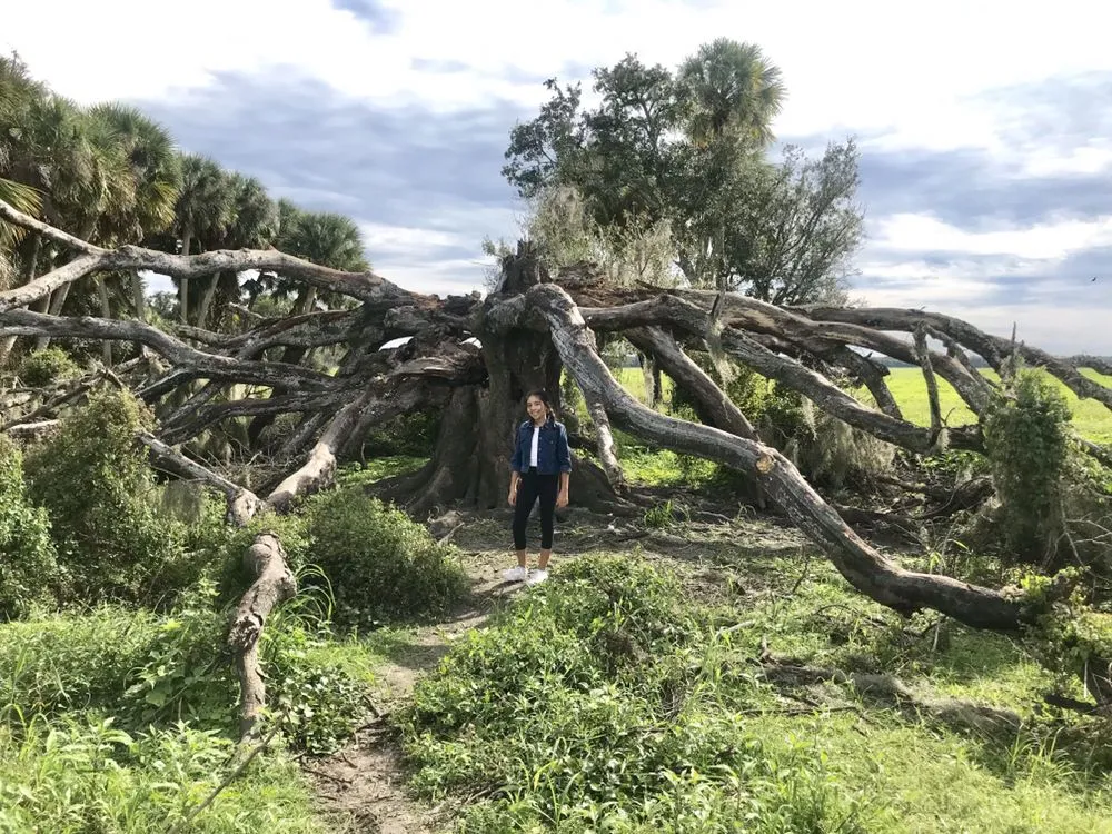 Affordable lawn care service near you across Sarasota, FL - Troyer Tree Service