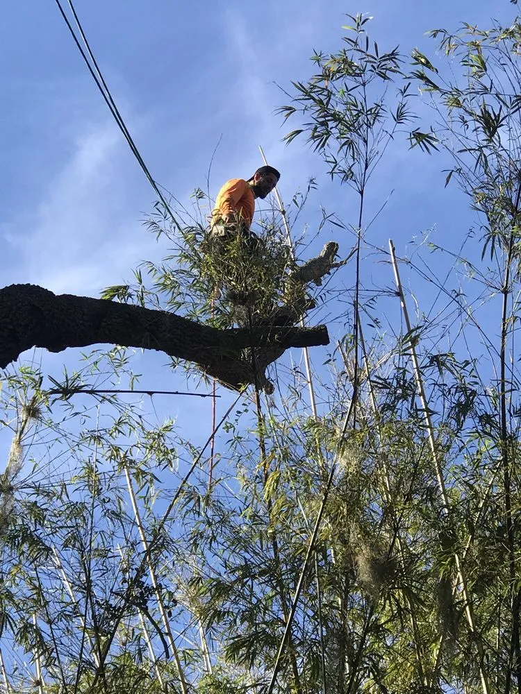 Trusted residential landscaping for outdoor upgrades in Sarasota, FL by Troyer Tree Service