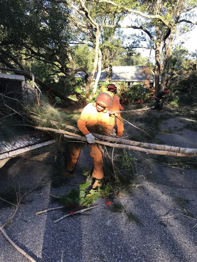 Expert yard cleanup service experts serving Sarasota, FL - Troyer Tree Service