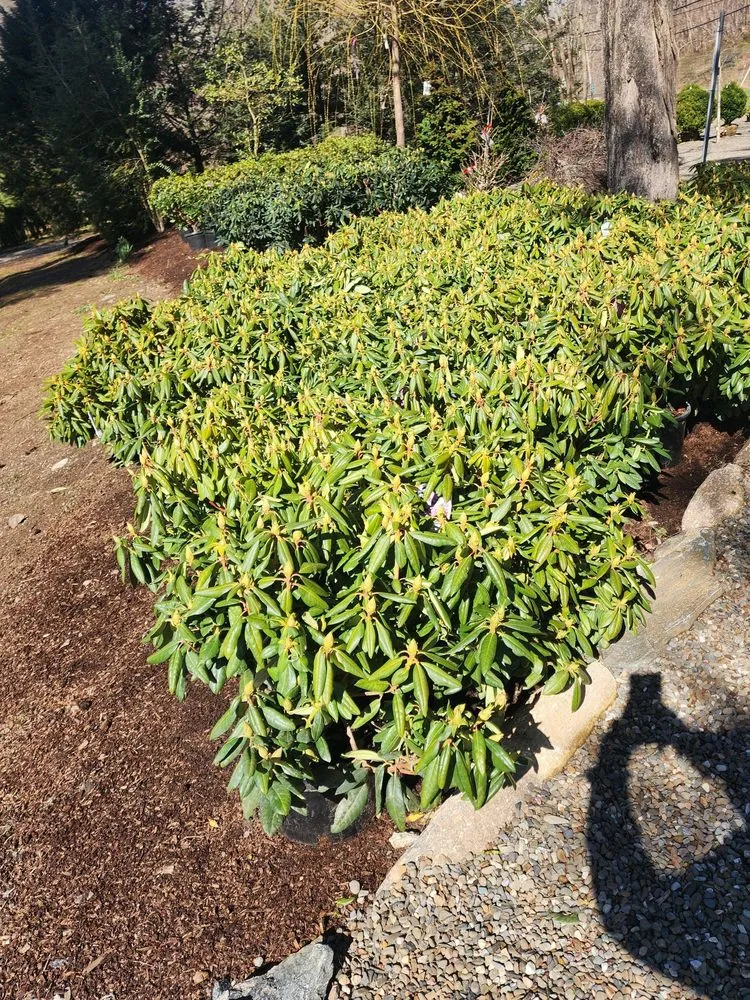 Trusted yard cleanup service with custom design across Bedford, NY - Troys Garden Nurseries