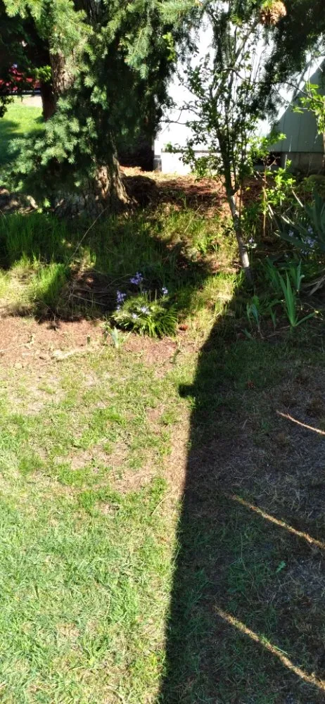 Top-rated residential landscaping in Spanaway, WA by Troys Lawn & Maintence