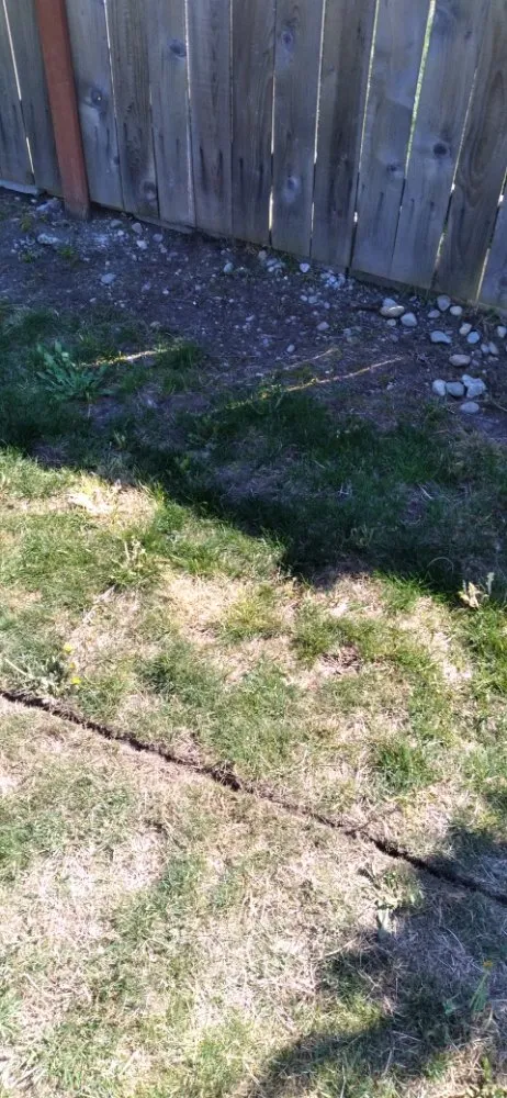 Reliable yard maintenance in Spanaway, WA by Troys Lawn & Maintence