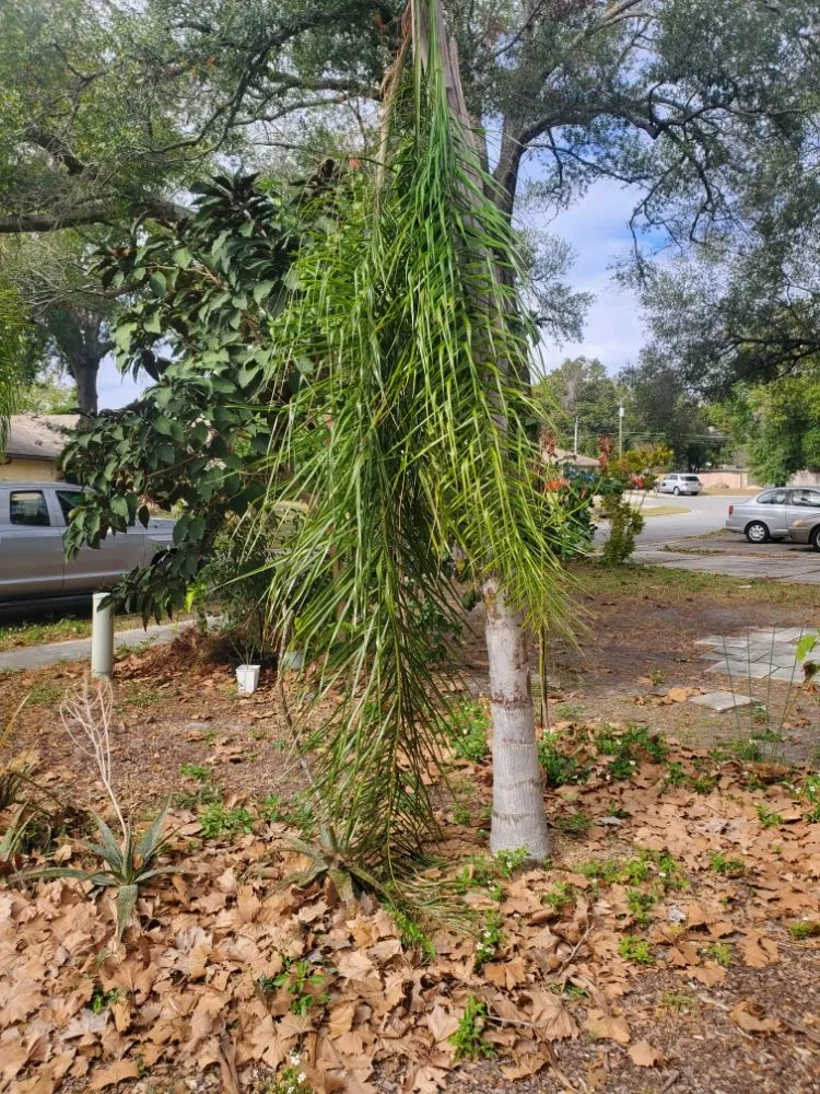 Custom landscape installation in Casselberry, FL by T&RS Lawn Care