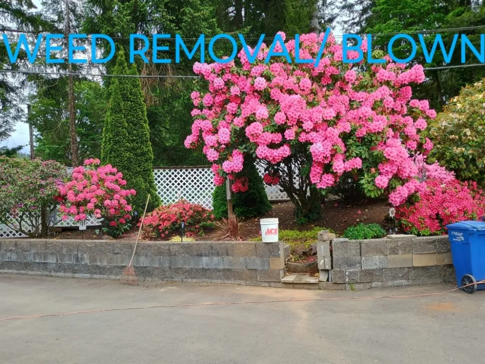 Affordable yard cleanup service in Otis, OR by Tru Cleaning & More