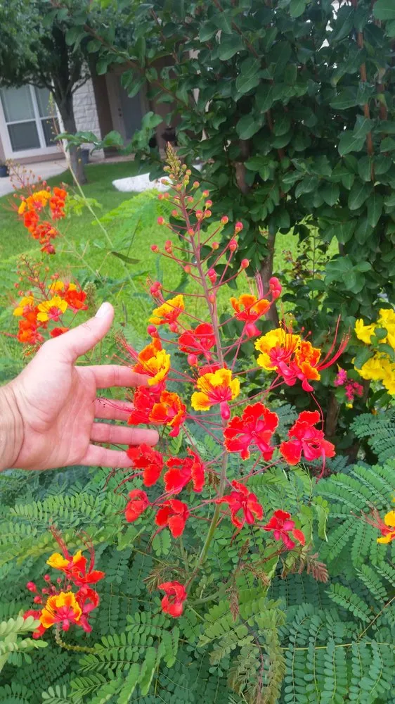 Expert lawn care service in Bulverde, TX by Tru Cut Landscapes