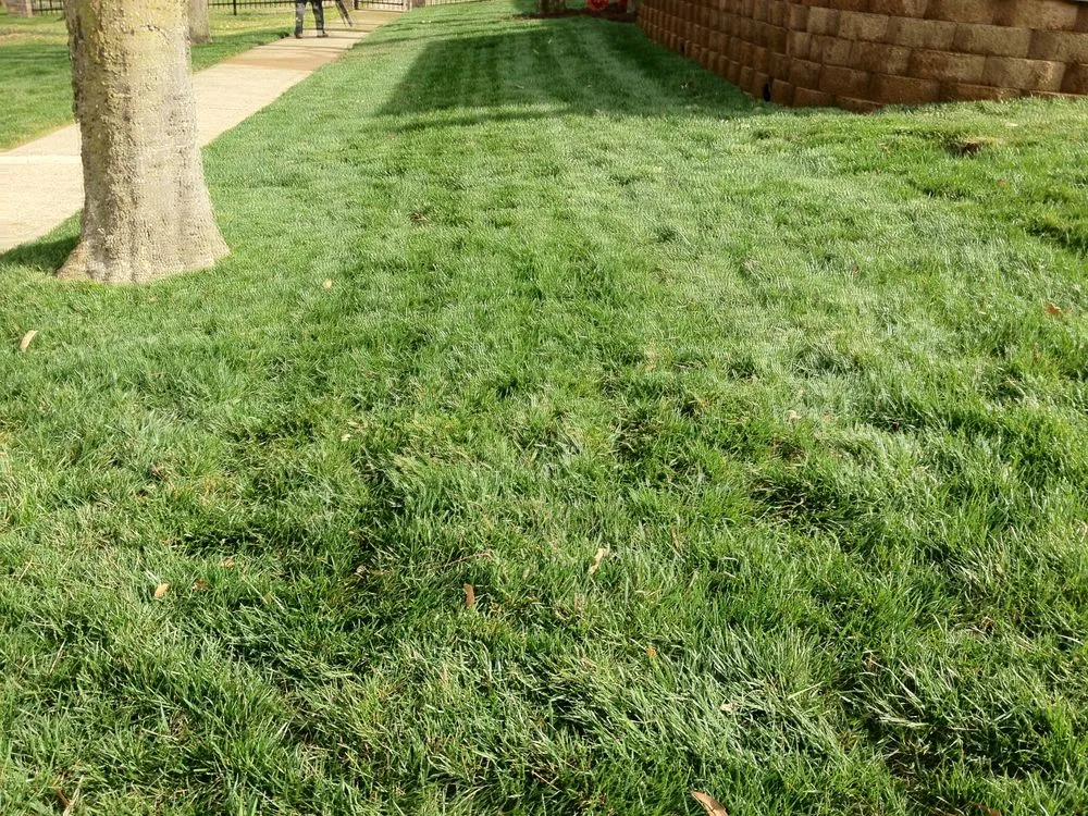 Expert yard maintenance experts serving Nashville, TN - Tru Cut Lawn & Landscaping