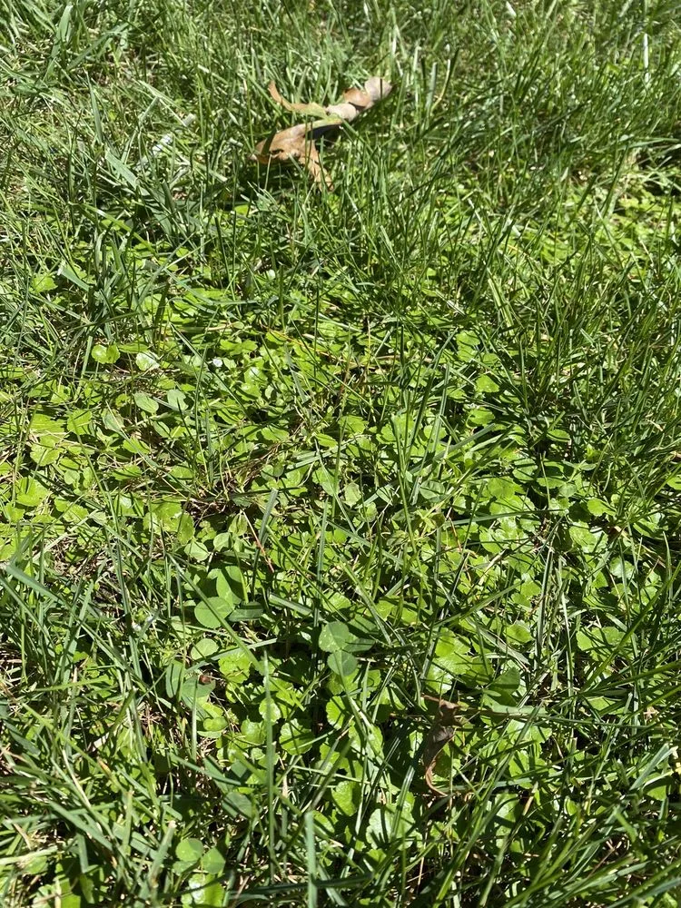 Trusted lawn mowing service for year-round maintenance in Yaphank, NY by Tru Green