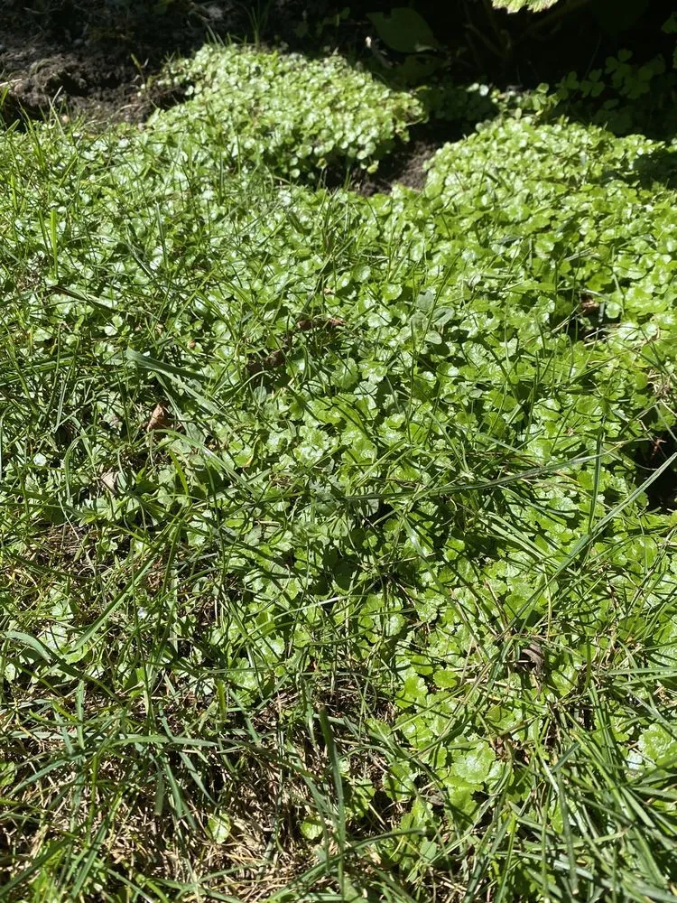 Custom landscape installation for homes across Yaphank, NY - Tru Green