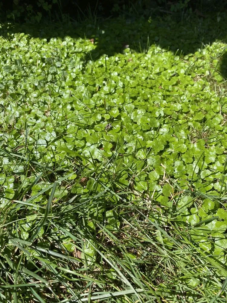 Top-rated garden landscaping for outdoor upgrades in Yaphank, NY by Tru Green