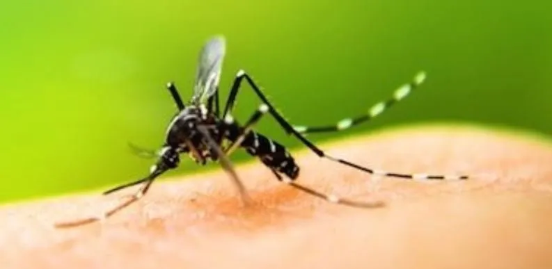 Professional outdoor landscaping in Mohegan Lake, NY - Tru Organics Mosquito & Tick Control