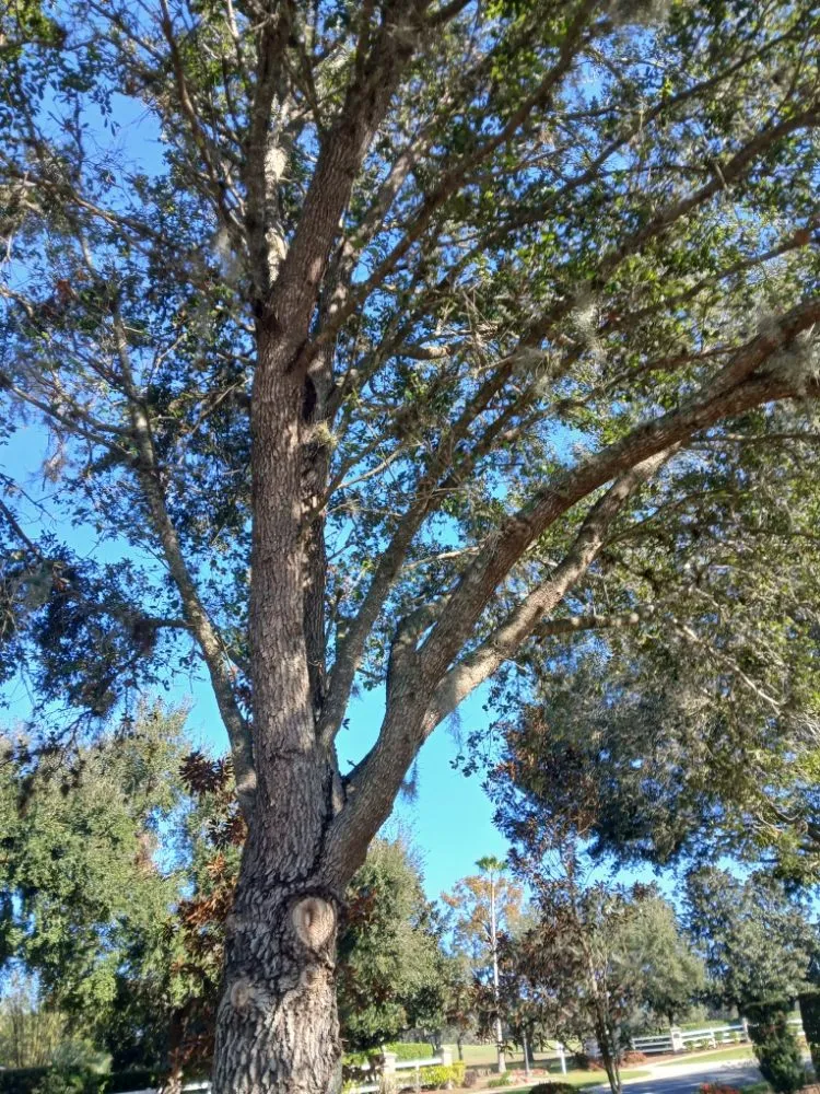 Professional lawn mowing service near you across Dunnellon, FL - Tru Tree Service