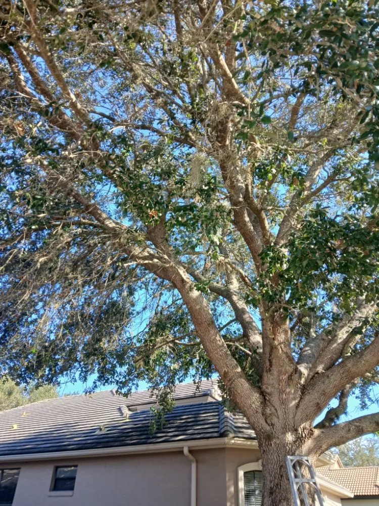 Local lawn care service for year-round maintenance across Dunnellon, FL - Tru Tree Service