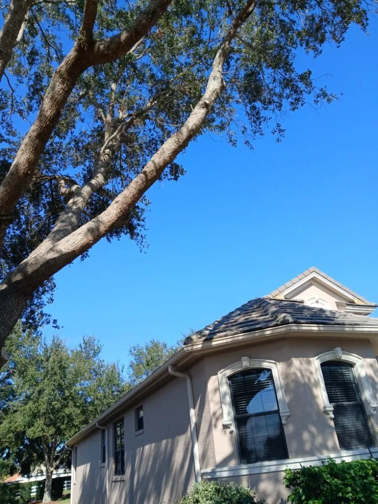 Local yard cleanup service near you in Dunnellon, FL by Tru Tree Service