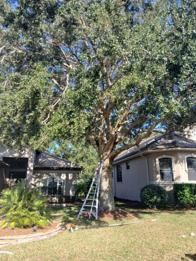 Affordable lawn care service experts serving Dunnellon, FL - Tru Tree Service