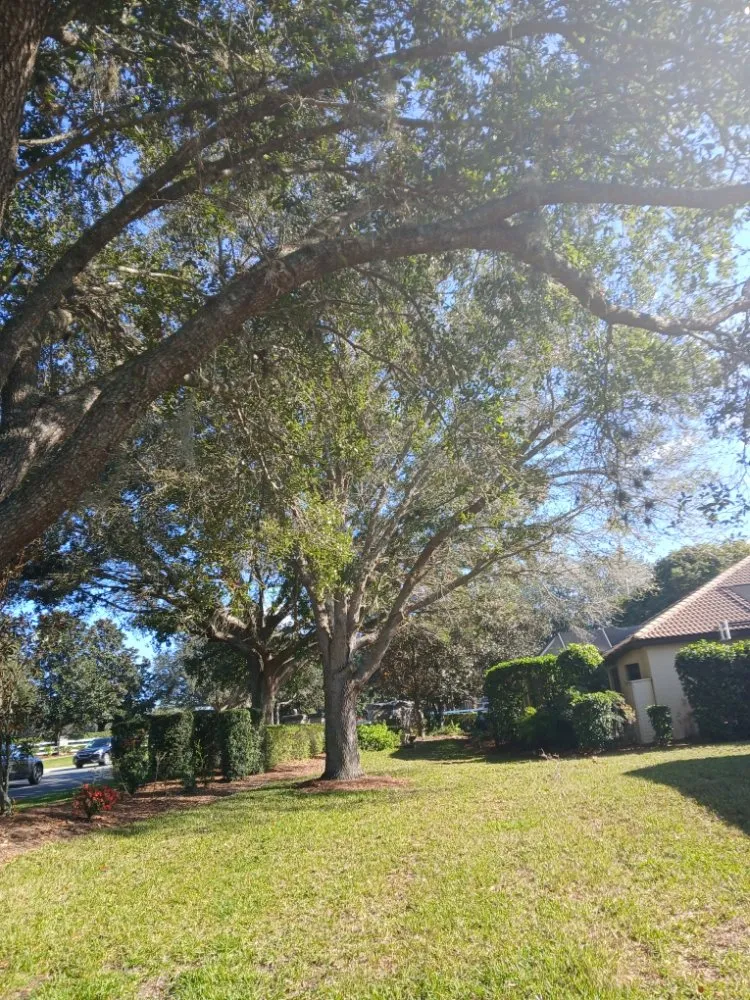 Custom lawn care service near you across Dunnellon, FL - Tru Tree Service