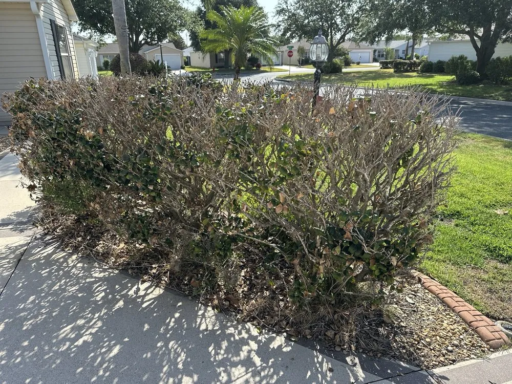 Professional landscaping services in Dunnellon, FL by Tru Tree Service