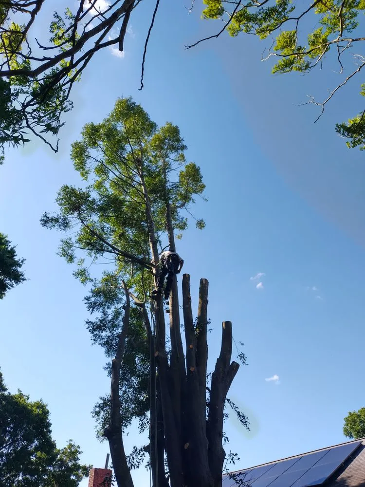 Top-rated landscape design for year-round maintenance in Dunnellon, FL by Tru Tree Service