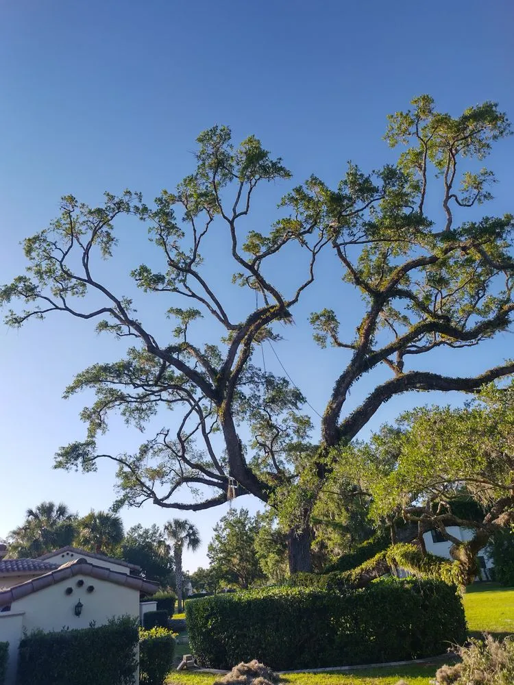 Professional yard maintenance in Dunnellon, FL by Tru Tree Service