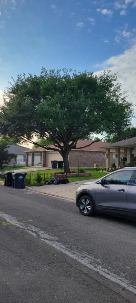 Custom lawn care service experts serving Round Rock, TX - Tru Trim Tree Service