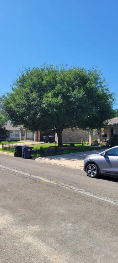 Professional yard maintenance for outdoor upgrades across Round Rock, TX - Tru Trim Tree Service