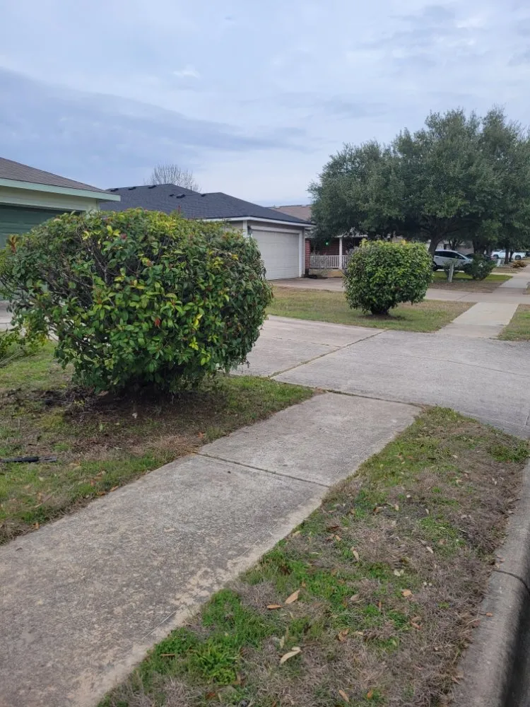 Trusted yard cleanup service in Round Rock, TX by Tru Trim Tree Service