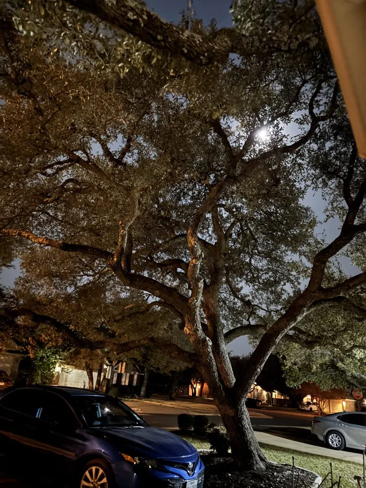 Reliable landscape design for year-round maintenance in Round Rock, TX by Tru Trim Tree Service