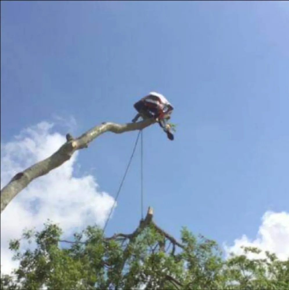 Professional garden landscaping in Round Rock, TX by Tru Trim Tree Service