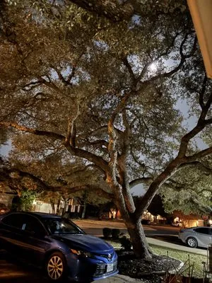 Tru Trim Tree Service Logo