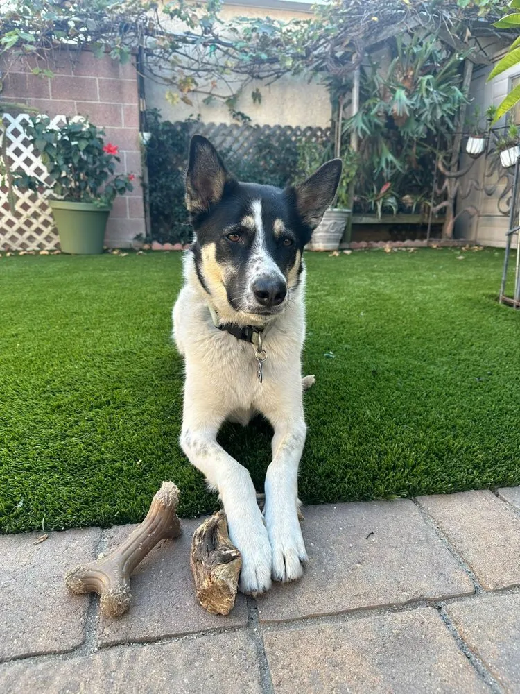 Top-rated lawn care service for outdoor upgrades in Lakewood, CA by Tru Vision