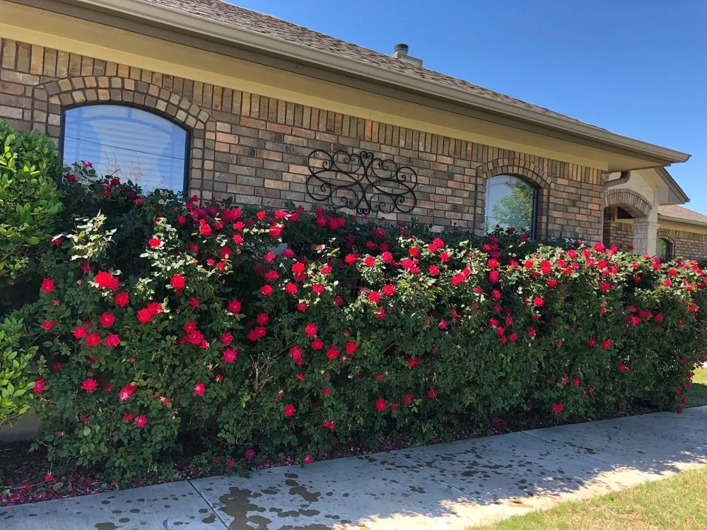 Reliable outdoor landscaping experts serving Copperas Cove, TX - Trubright Lawn Care