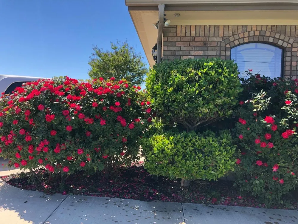 Trusted garden landscaping experts serving Copperas Cove, TX - Trubright Lawn Care