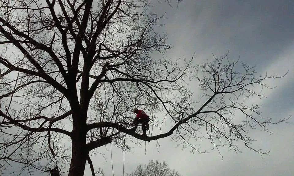 Local landscape design for residential properties across Farmington Hills, MI - True Cut Tree Care