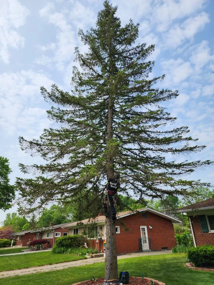 Local yard maintenance in Farmington Hills, MI by True Cut Tree Care
