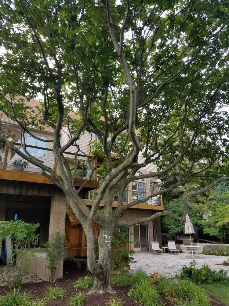 Top-rated yard cleanup service in Farmington Hills, MI by True Cut Tree Care